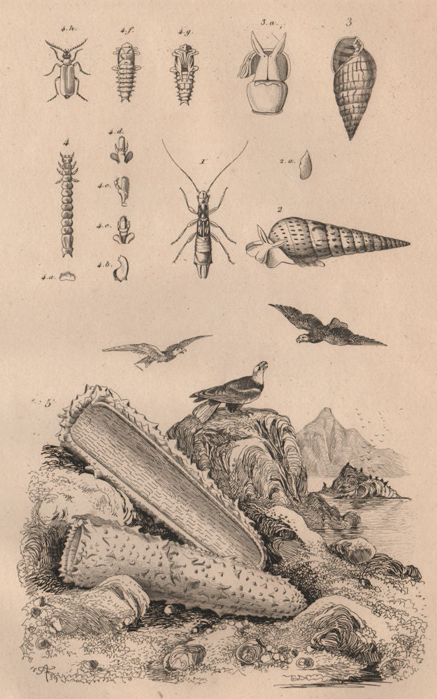 Pygidicrana. Pyramidella. Pyrochroa (Cardinal Beetle). Pyrosoma (tunicate) 1834